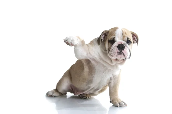Bonito cachorrinho inglês bulldog isolado — Fotografia de Stock