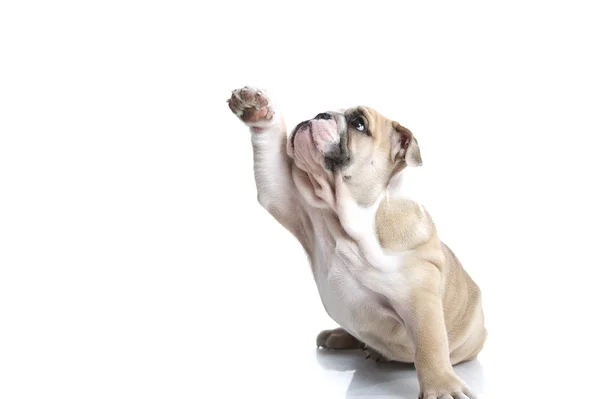 Aranyos angol bulldog kiskutya elszigetelt — Stock Fotó