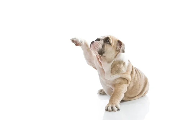 Милый английский щенок бульдог изолирован — стоковое фото