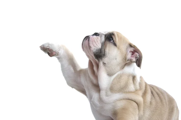 Szczeniak cute angielski bulldog na białym tle — Zdjęcie stockowe