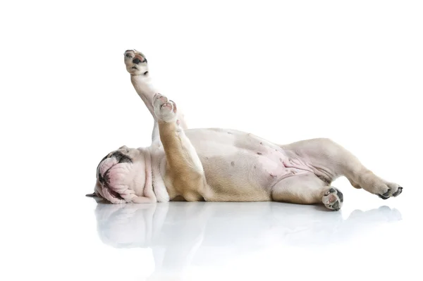 Niedliche englische Bulldogge Welpe isoliert — Stockfoto