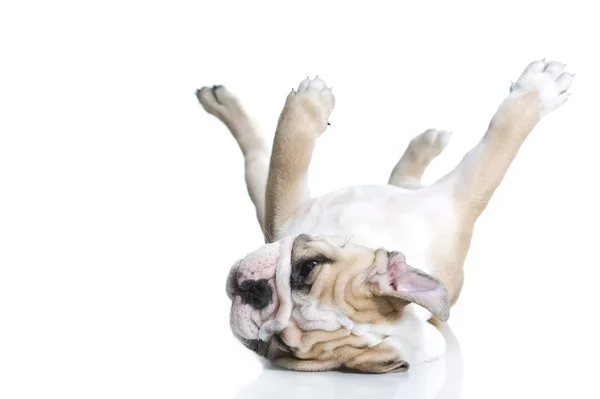 Schattig Engels bulldog pup geïsoleerd — Stockfoto