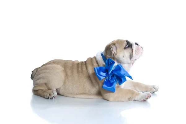 Bulldog inglés cachorro con cinta azul aislado —  Fotos de Stock