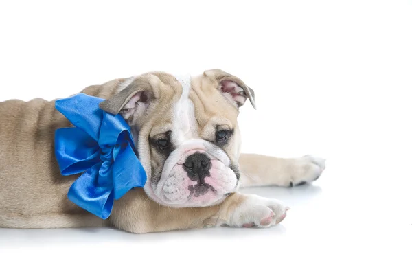 Chiot bulldog anglais avec ruban bleu isolé — Photo