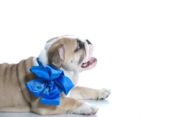 Filhote de cachorro buldogue inglês com fita azul isolada — Fotografia de Stock