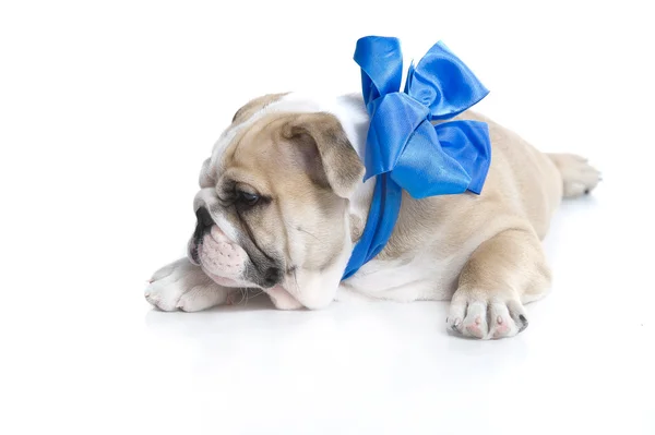 Filhote de cachorro buldogue inglês com fita azul isolada — Fotografia de Stock