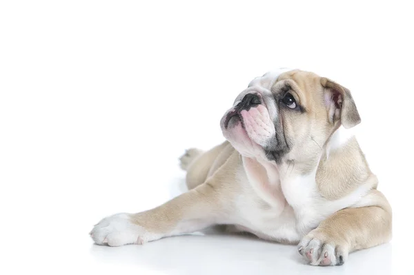 Szczeniak cute angielski bulldog na białym tle — Zdjęcie stockowe