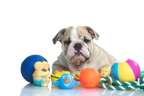 Brincalhão Inglês bulldog cachorro com brinquedos — Fotografia de Stock