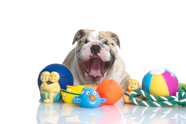 Juguetón inglés bulldog cachorro con juguetes —  Fotos de Stock
