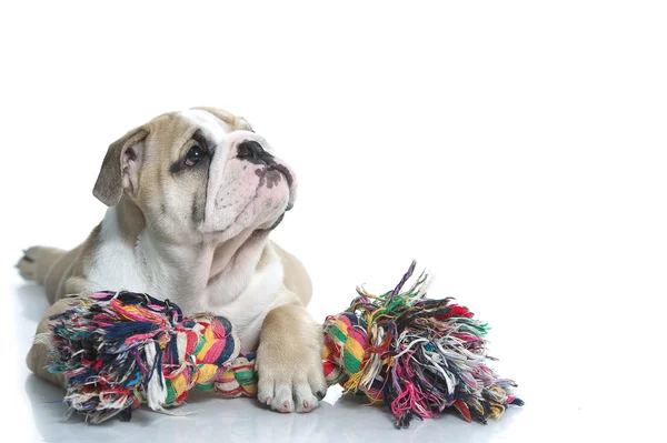 Brincalhão Inglês bulldog cachorro com uma corda de brinquedo — Fotografia de Stock