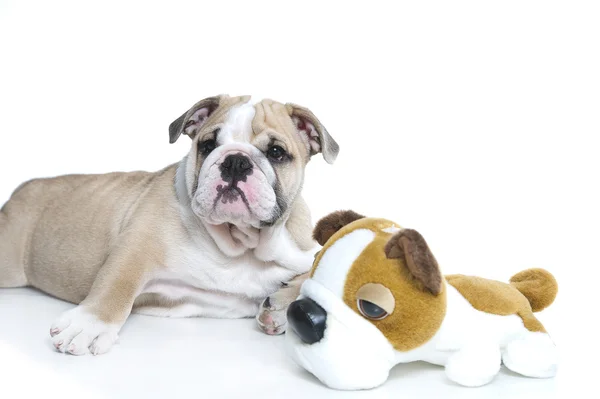 Bonito cachorro bulldog Inglês com um bulldog brinquedo — Fotografia de Stock