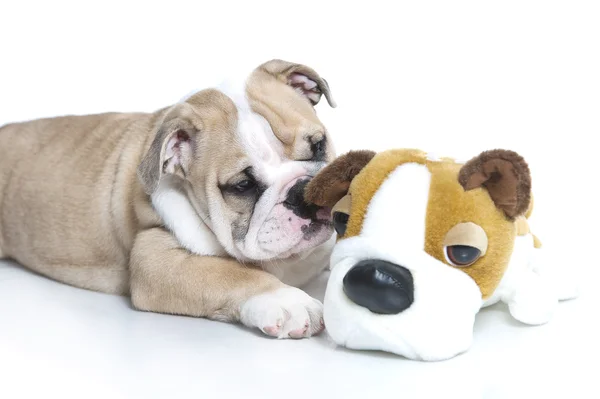 Anjing bulldog Inggris yang lucu dengan anjing bulldog mainan — Stok Foto