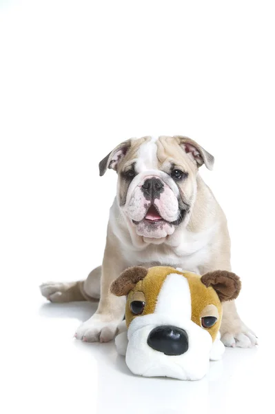 Cute English bulldog puppy with a toy bulldog — Stock Photo, Image