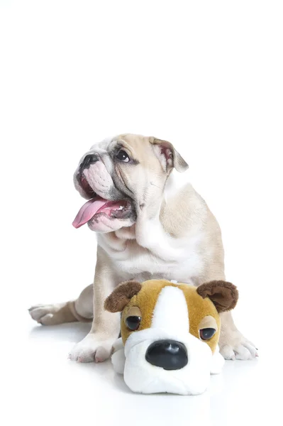 Schattig Engels bulldog puppy met een stuk speelgoed bulldog — Stockfoto