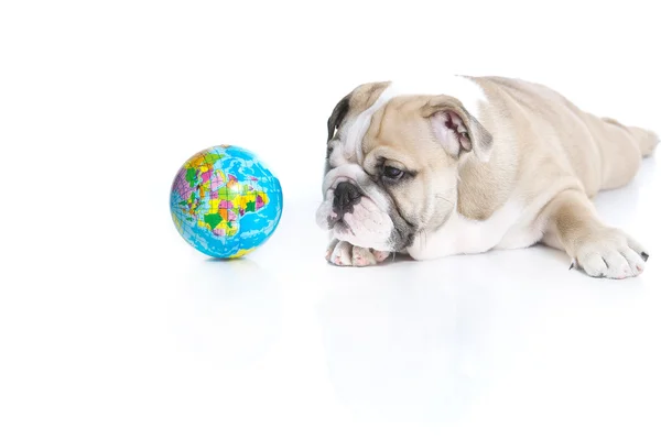 Smart english bulldog puppy with a toy globe — Stock Photo, Image