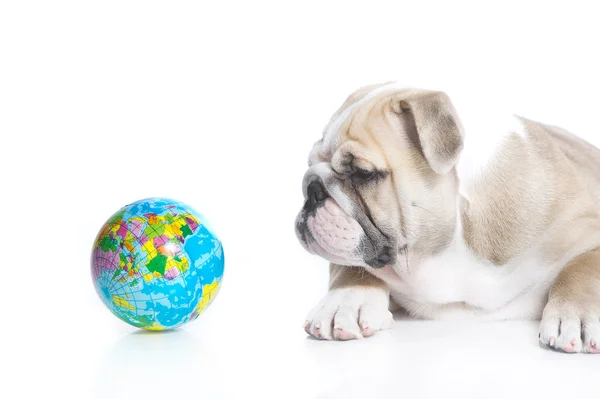 Smart english bulldog puppy with a toy globe — Stock Photo, Image