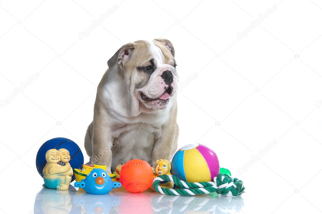 Playful english bulldog puppy with toys