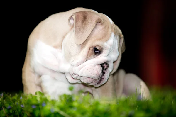 Schattig Engels bulldog pup buitenshuis — Stockfoto