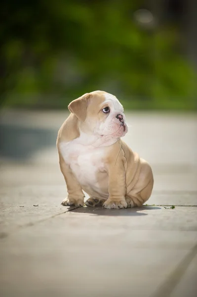Cute angielski bulldog szczeniak na zewnątrz — Zdjęcie stockowe