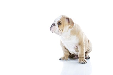 sevimli İngiliz bulldog yavrusu izole
