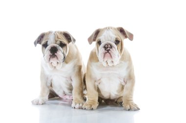 izole kardeş İngilizce bulldog puppies