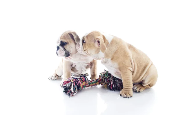 Fratello e sorella inglese bulldog cuccioli isolati — Foto Stock