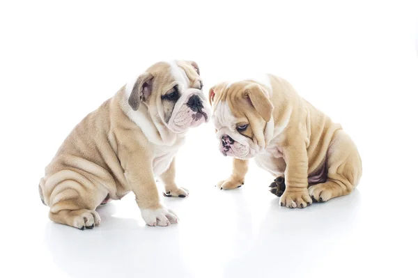 Hermano y hermana inglés bulldog cachorros aislados —  Fotos de Stock