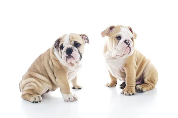 Irmão e irmã engish bulldog cachorros isolados — Fotografia de Stock