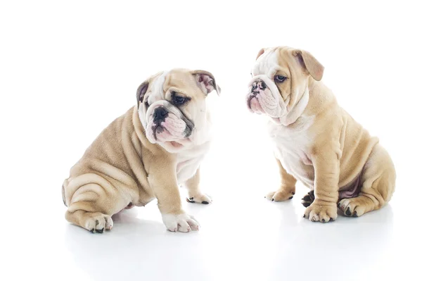 Brother and sister english bulldog puppies isolated — Stock Photo, Image