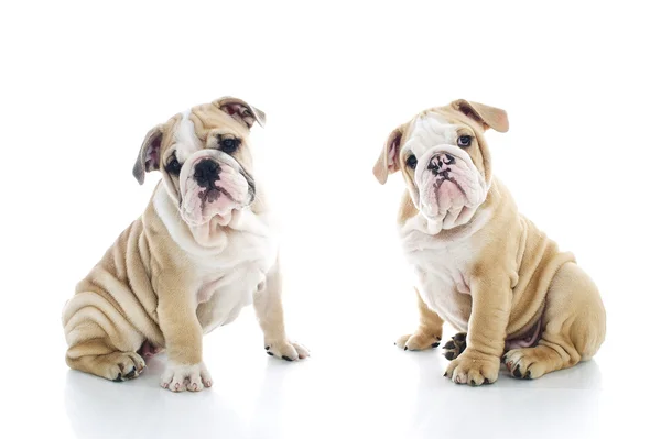 Hermano y hermana inglés bulldog cachorros aislados —  Fotos de Stock