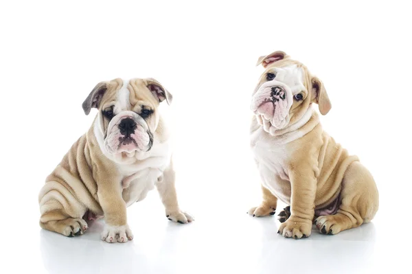 Bror och syster engelska bulldog valpar isolerade — Stockfoto