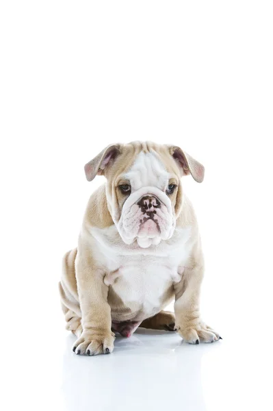 Cute english bulldog puppy isolated — Stock Photo, Image