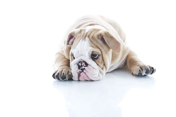 Bonito cachorrinho inglês bulldog isolado — Fotografia de Stock