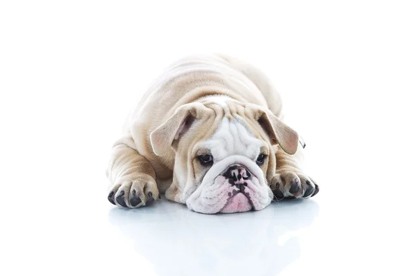 Szczeniak cute angielski bulldog na białym tle — Zdjęcie stockowe