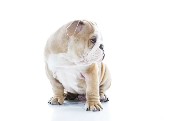 Bonito cachorrinho inglês bulldog isolado — Fotografia de Stock