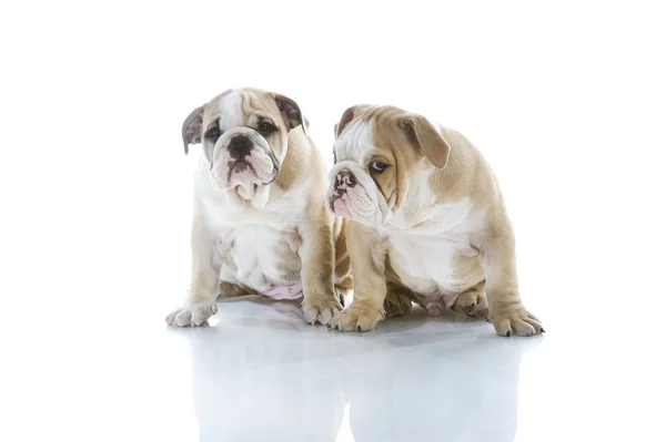 Elszigetelt testvérpár angol bulldog kölykök — Stock Fotó