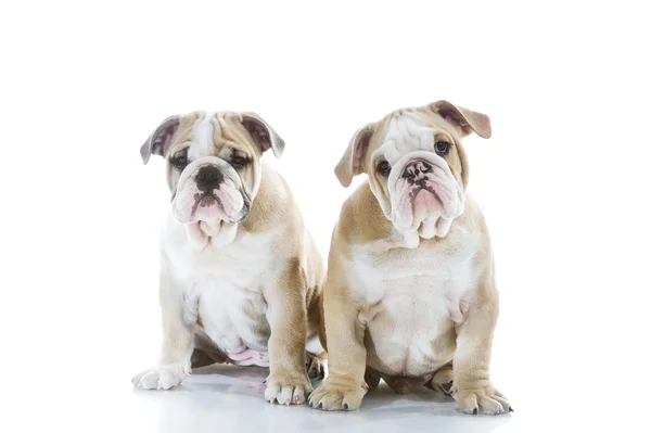 Frère et sœur chiots bulldog anglais isolés — Photo