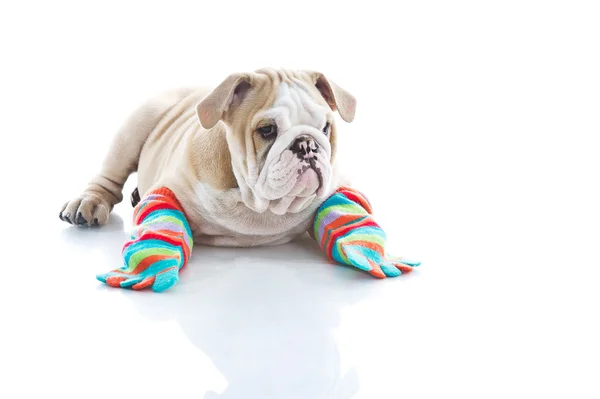Engels bulldog pup is kleurrijke sokken geïsoleerd — Stockfoto