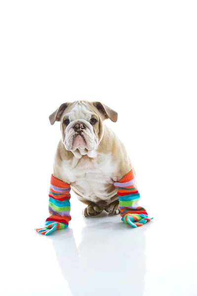Anglický buldok štěně je barevné ponožky, samostatný — Stock fotografie