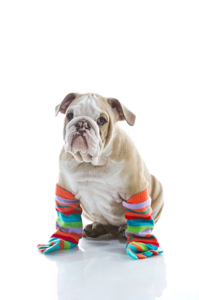 Английский бульдог щенок красочные носки изолированы — стоковое фото