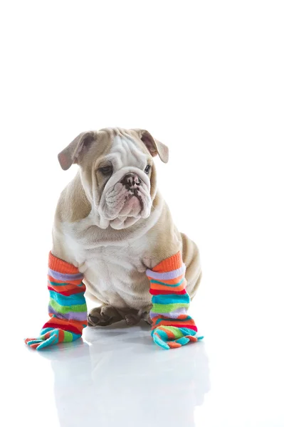 Αγγλικά μπουλντόγκ κουτάβι είναι πολύχρωμες κάλτσες απομονωθεί — Φωτογραφία Αρχείου