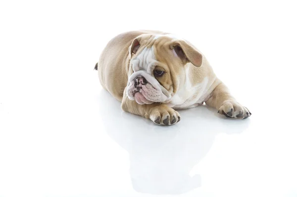 Söpö englanti bulldog pentu eristetty — kuvapankkivalokuva
