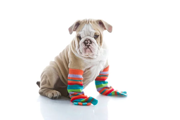 Inglés bulldog cachorro es calcetines de colores aislados Fotos de stock libres de derechos