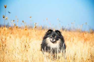 güzel küçük spitz