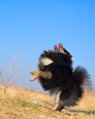 güzel küçük spitz