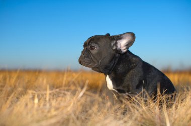 Fransız bulldog köpeği.