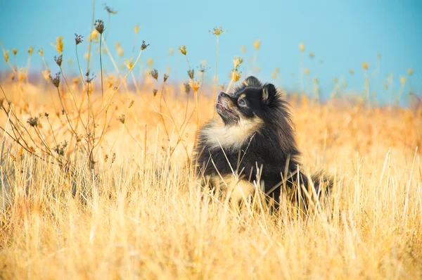 Beautiful Small spitz — Stock Photo, Image