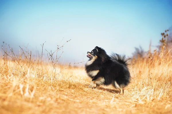 Schöner kleiner Spitz — Stockfoto