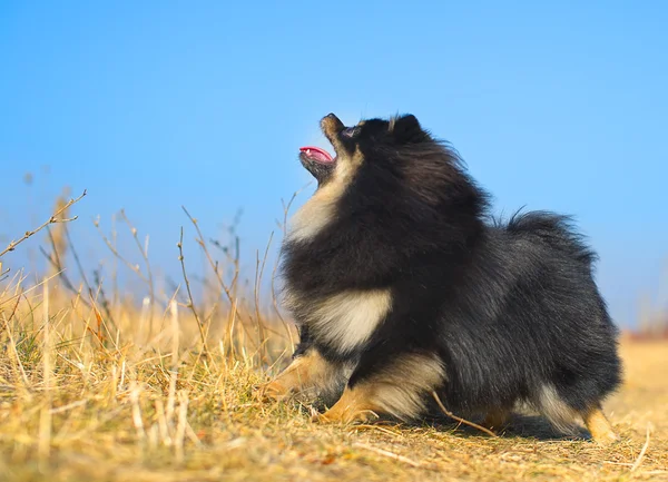 Beautiful Small spitz — Stock Photo, Image