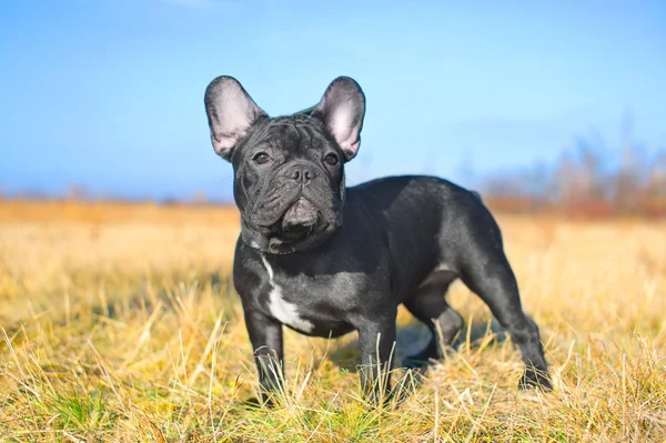 Fransk bulldogg valp — Stockfoto